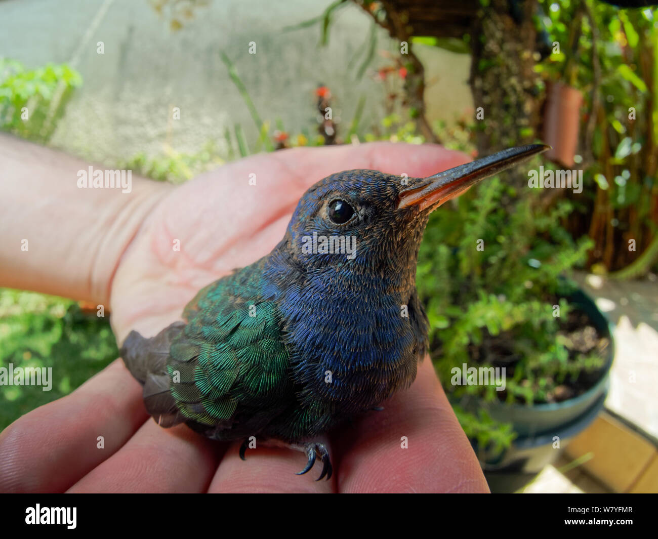 Kleine Kolibri auf die menschliche Hand, vogel Rettung in einem Garten Stockfoto