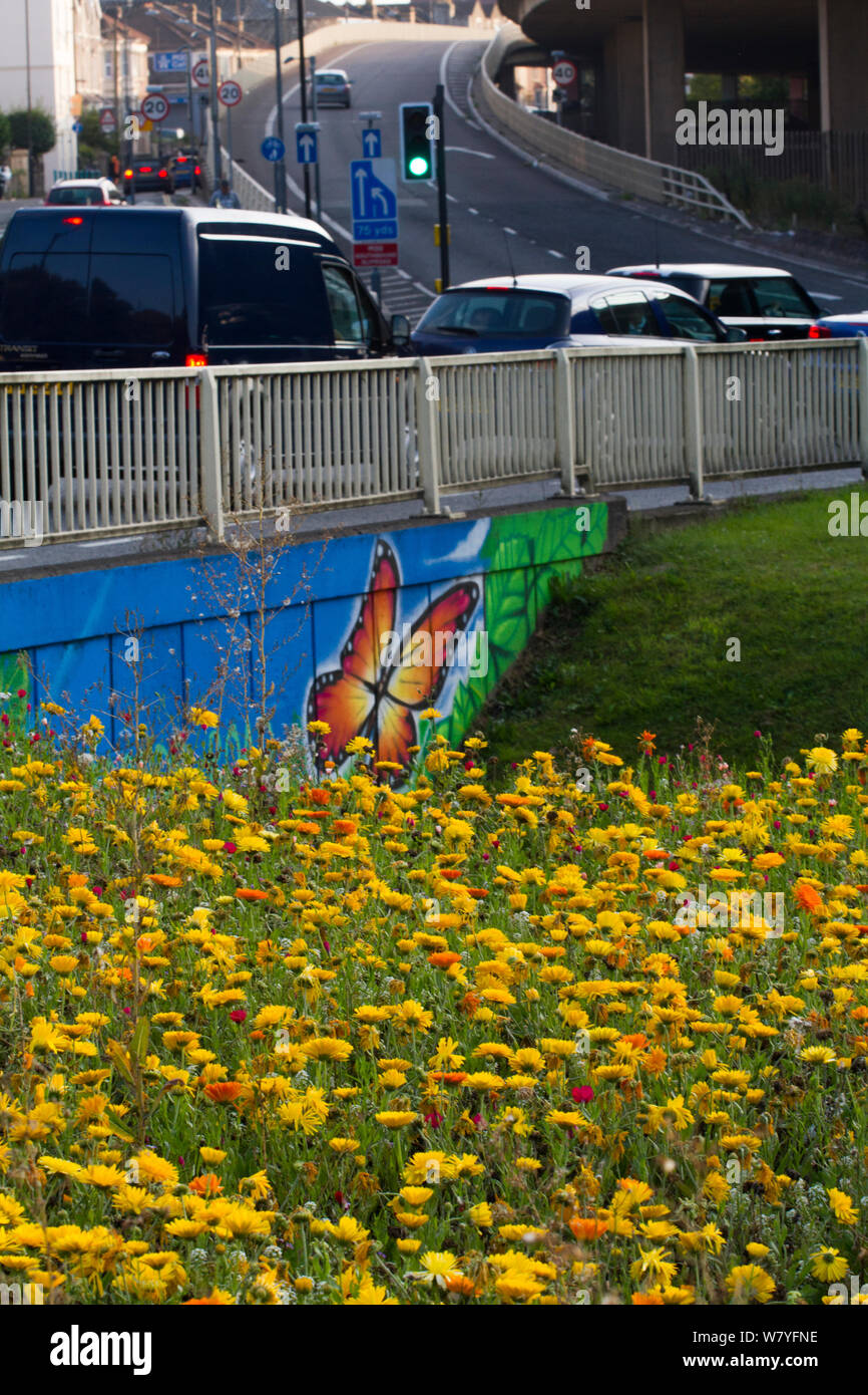 Bunte Blumen, überwiegend Ringelblumen (Calendula) officianlis gesät Bienen auf Kreisverkehr und UNTERFÜHRUNG M32 gewinnen. Mit Schmetterling Wandbild über Unterführung, Bristol, Avon, Großbritannien, September. Stockfoto