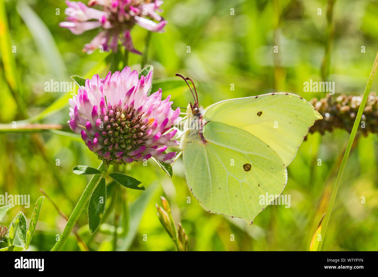 Weibliche Zitronenfalter (Gonepteryx rhamni) Fütterung auf Rotklee Hutchinson&#39;s Bank, New Addington, Croydon, London, England, Großbritannien, Juli. Stockfoto