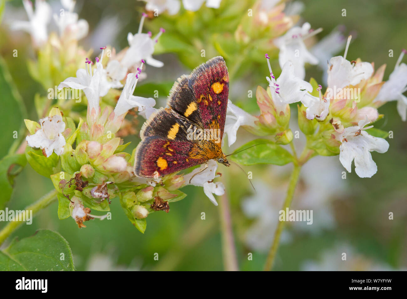 In Violett und Gold micro-Motte (Pyrausta purpuralis) Brockley, Lewisham, South East London, England, UK, August. Stockfoto