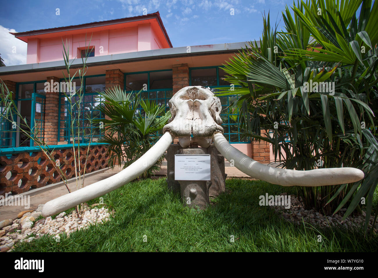 Afrikanischer Elefant (Loxodonta africana) Natural History Museum von Kigali, auch als Kandt Haus, Kigali, Ruanda, April 2014 bekannt. Stockfoto