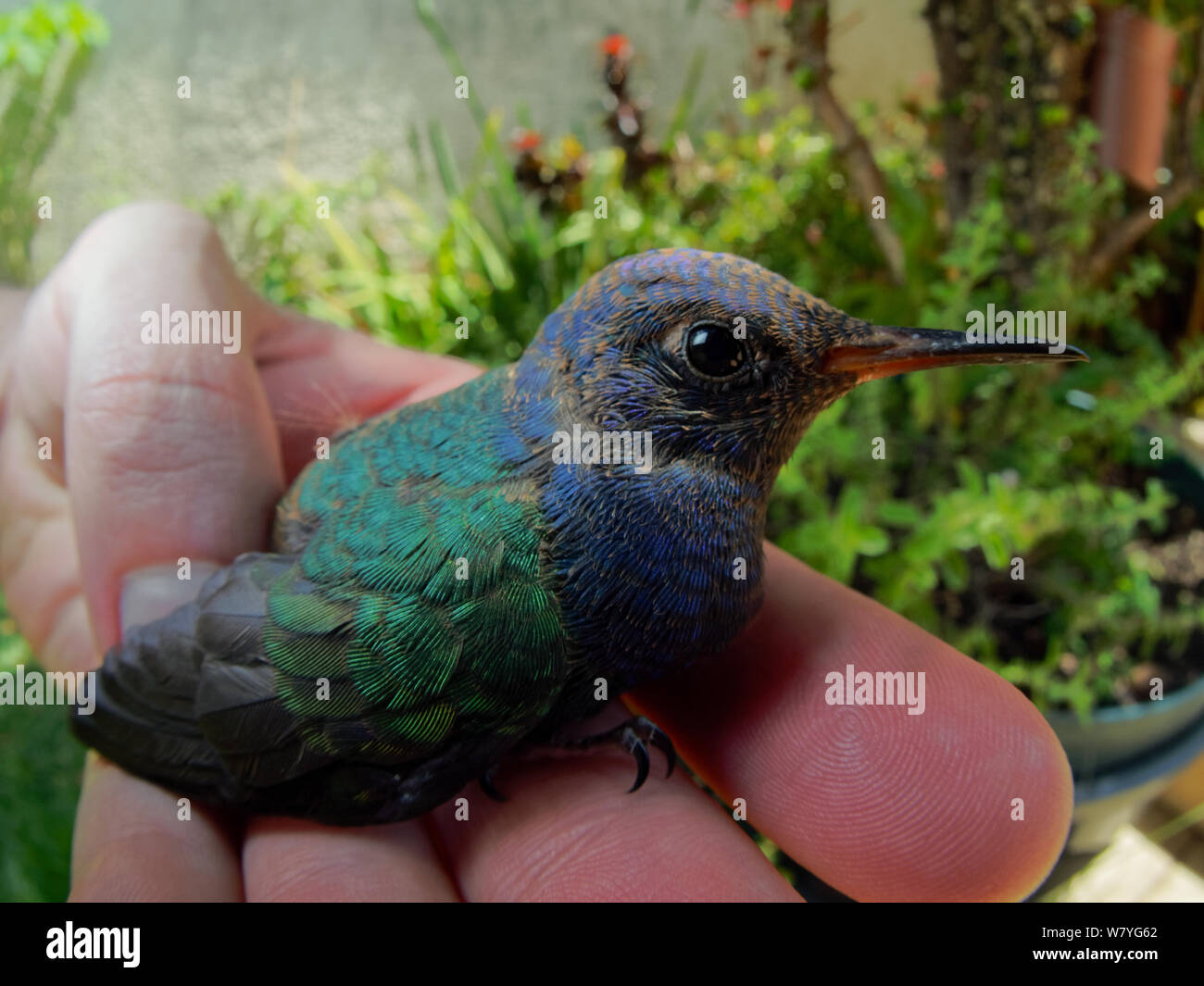 Rescue Kolibris an Hand in einem Garten Stockfoto