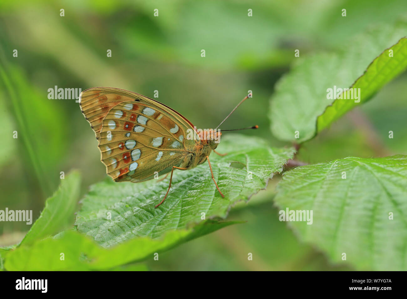 Hohe braun Fritillaryschmetterling (Ceriagrion adippe) Hautes-Pyrenees, Frankreich, Juni. Stockfoto