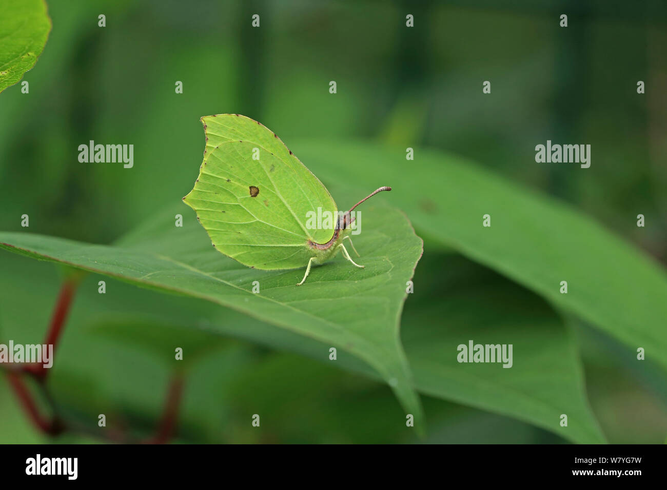 Gemeinsame Zitronenfalter (Gonepteryx rhamni) Bretagne, Frankreich, August. Stockfoto