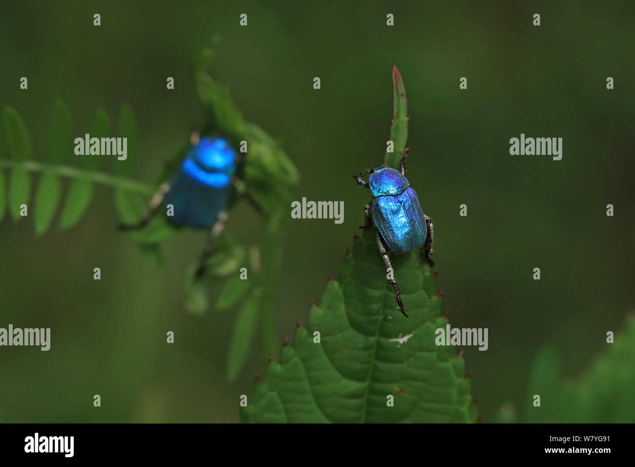 Cerulean Käfer (Hoplia caerulea) Hautes-Pyrenees, Frankreich, Juni. Stockfoto