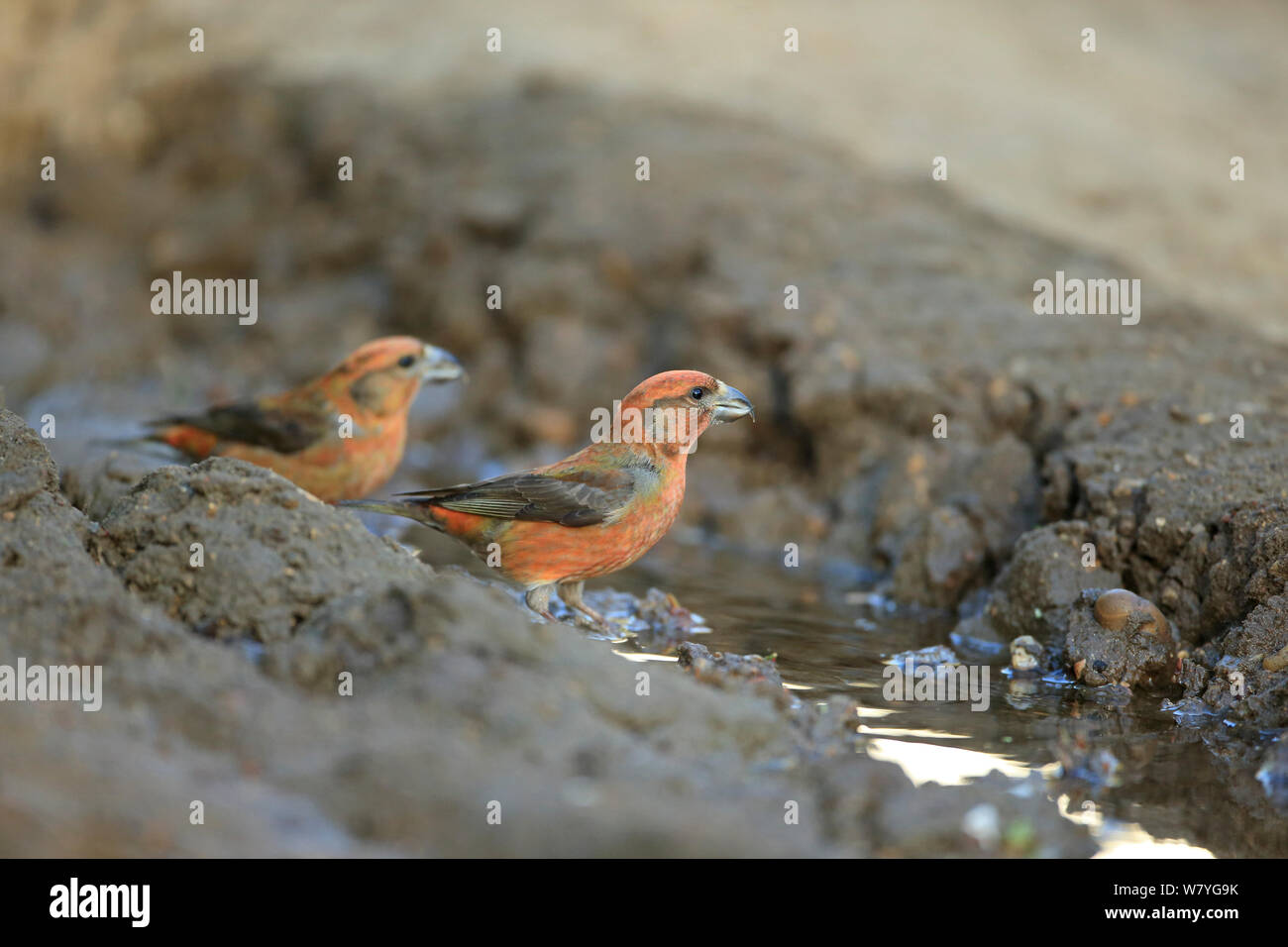 Gemeinsame gegenwechsel (Loxia curvirostra) durch die Pfütze Norfolk, UK, April. Stockfoto