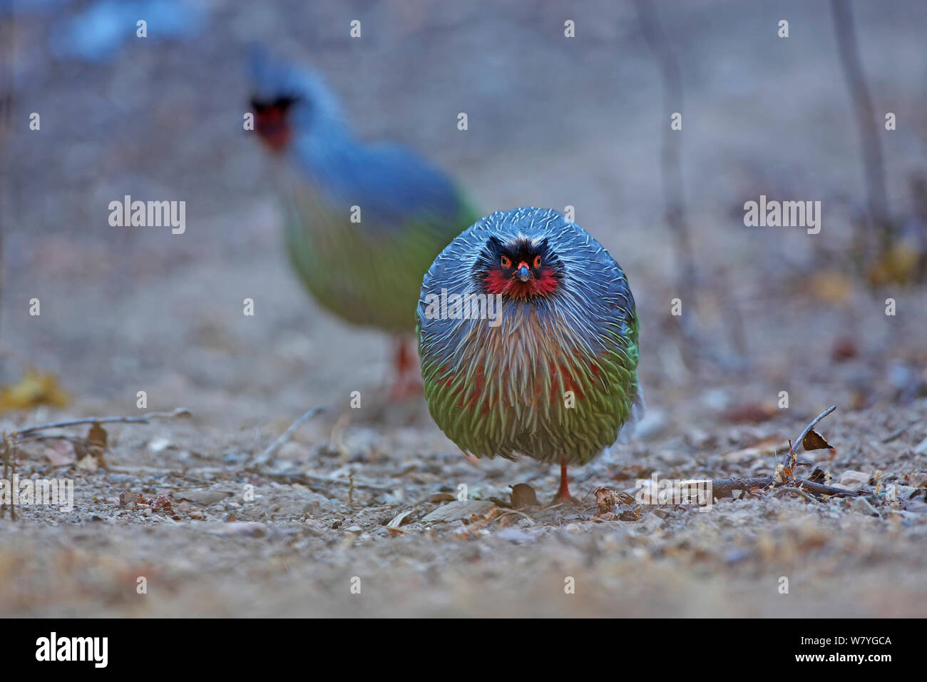 Blut Fasane (Ithaginis cruentus) Berg Kawakarpo, Meri Snow Mountain National Park, Provinz Yunnan, China, Januar. Stockfoto