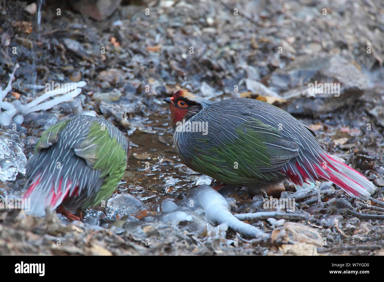 Blut Fasan (Ithaginis cruentus) Trinken auf dem Boden sind, Lantsang Mekong Fluss, Berg Kawakarpo, Meri Snow Mountain National Park, Provinz Yunnan, China, Januar. Stockfoto