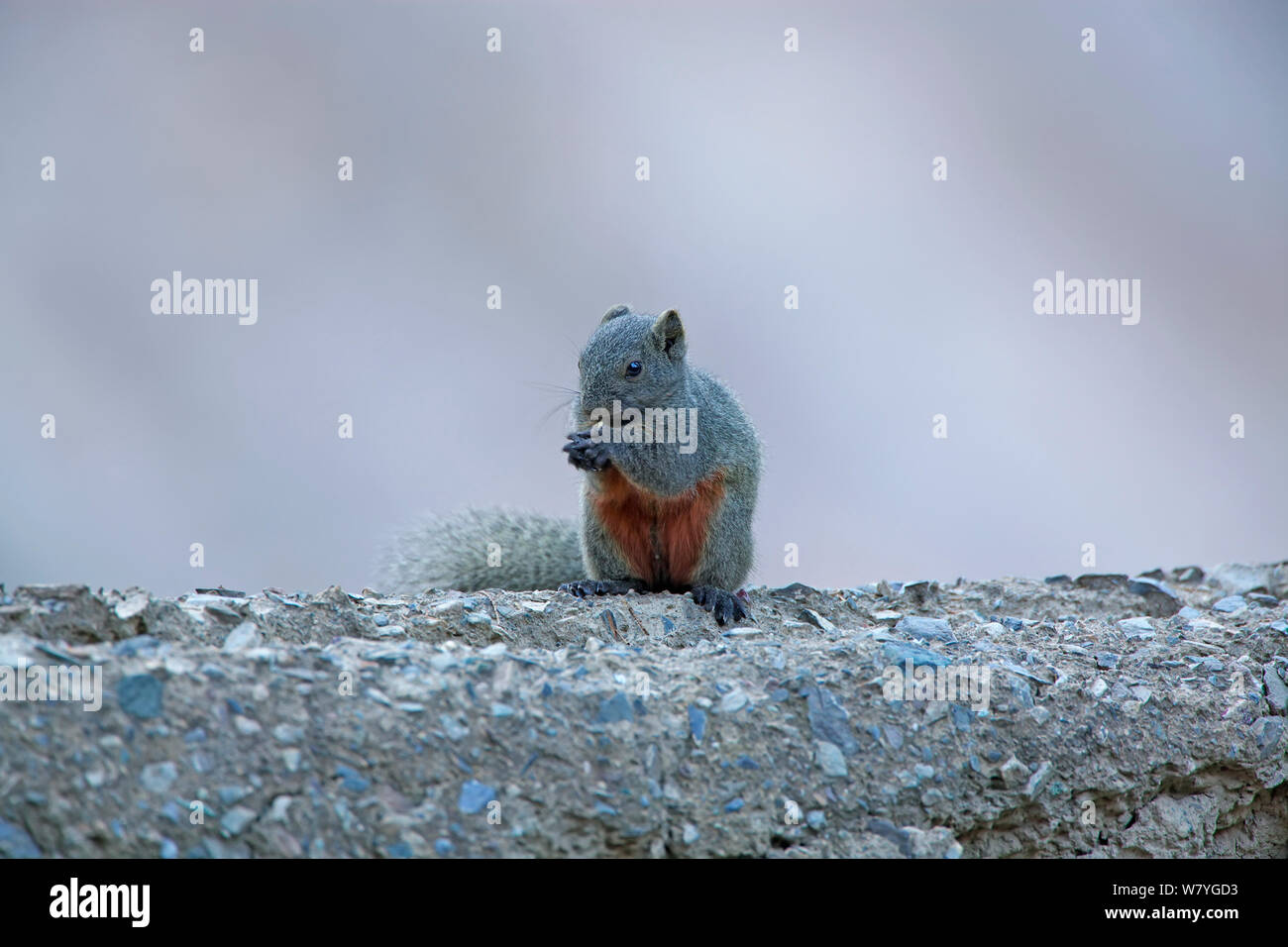 Pallas&#39;s Eichhörnchen (Callosciurus erythraeus) Ernährung Kawakarpo Berg, Meri Snow Mountain National Park, Provinz Yunnan, China, Oktober. Stockfoto