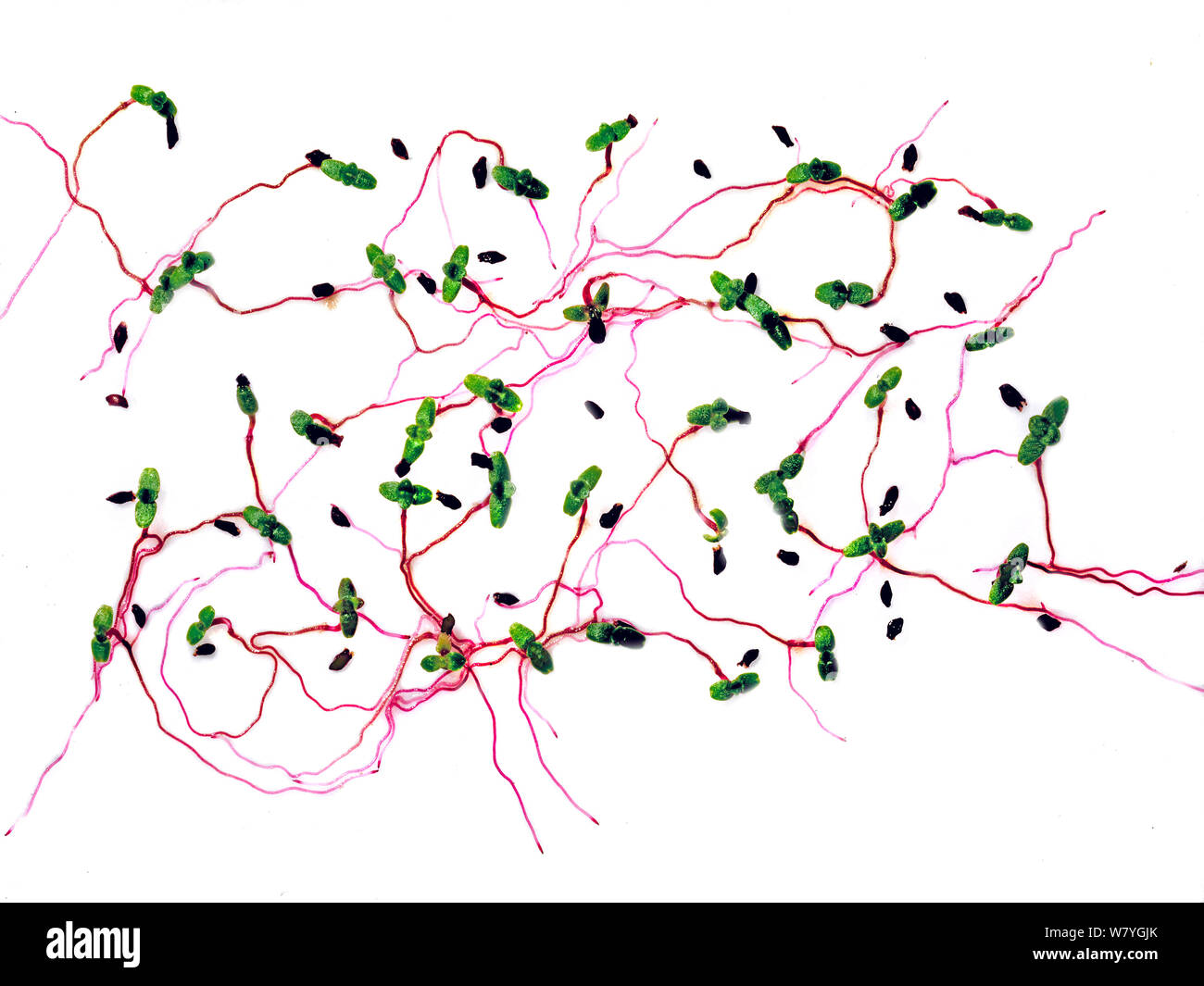 Sprossen von Lila Steinbrech (Saxifraga oppositifolia) auf weißem Hintergrund. Stockfoto