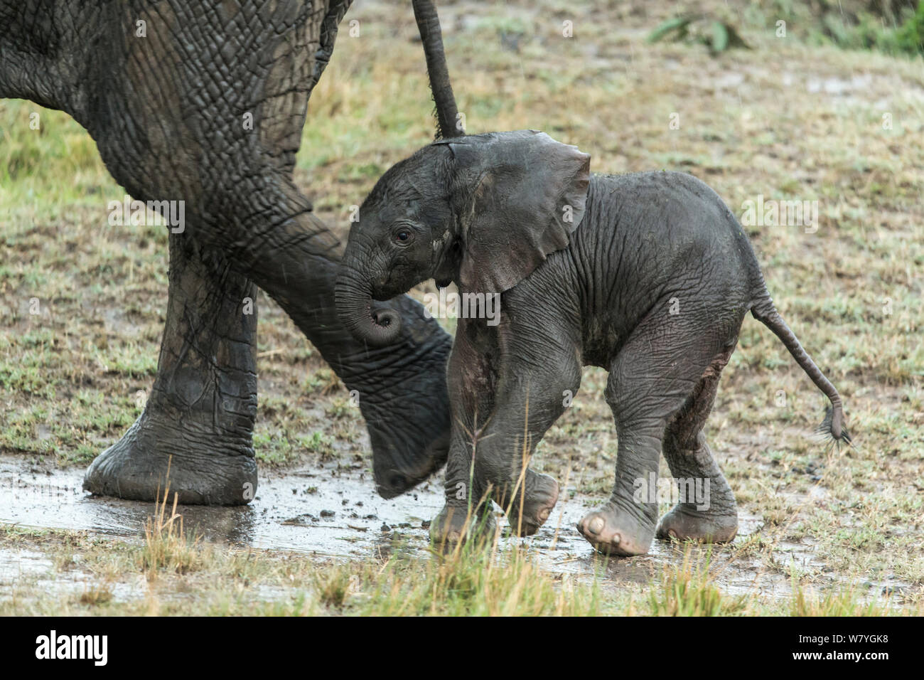 Afrikanischer Elefant (Loxodonta Africana) weibliche und Kalb im Regen, Masai Mara Game Reserve, Kenia, September. Stockfoto