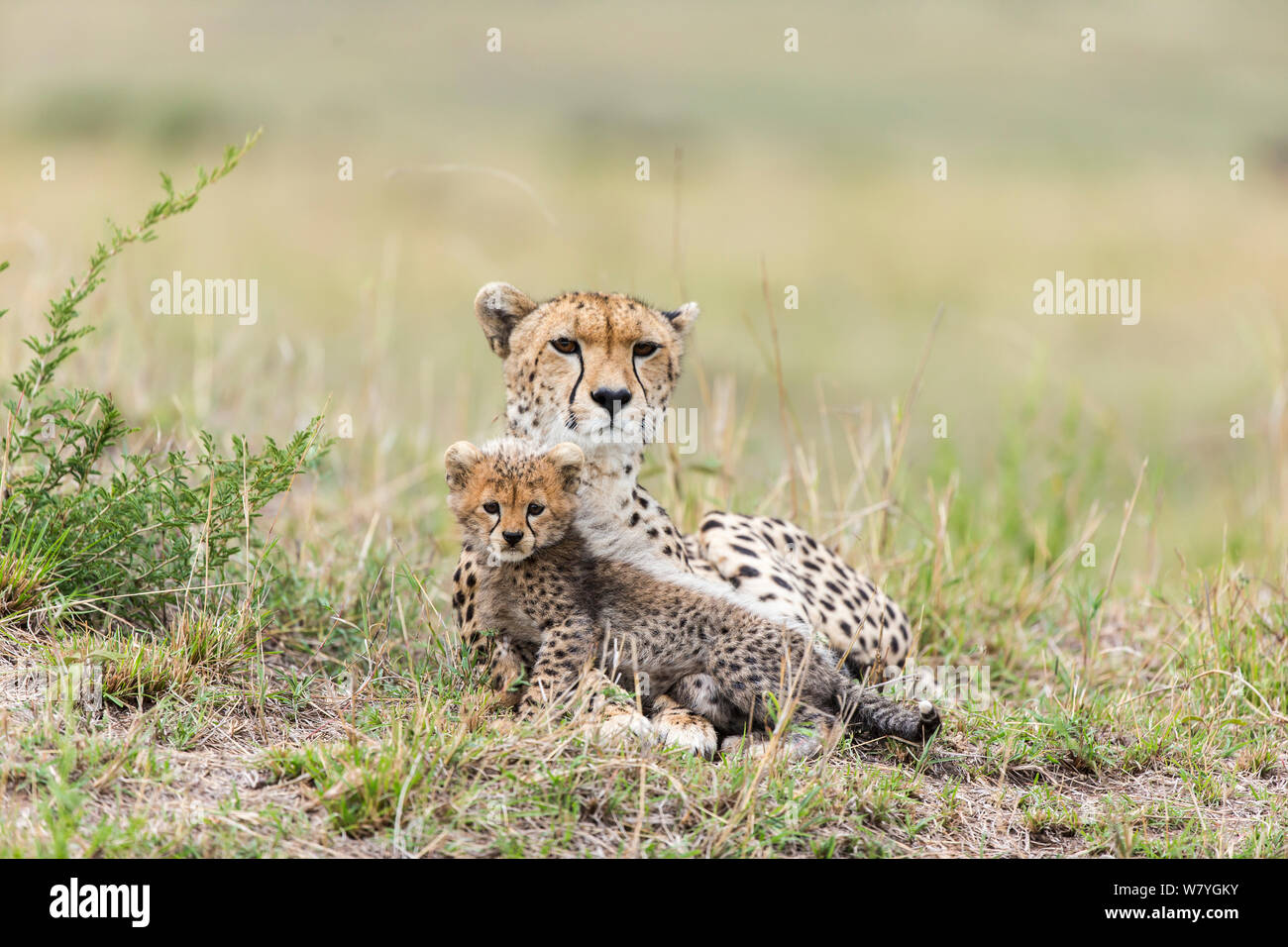 Gepard (Acinonyx jubatus) Weibliche und 8/9 Woche cub, Masai Mara, Kenia, September. Stockfoto