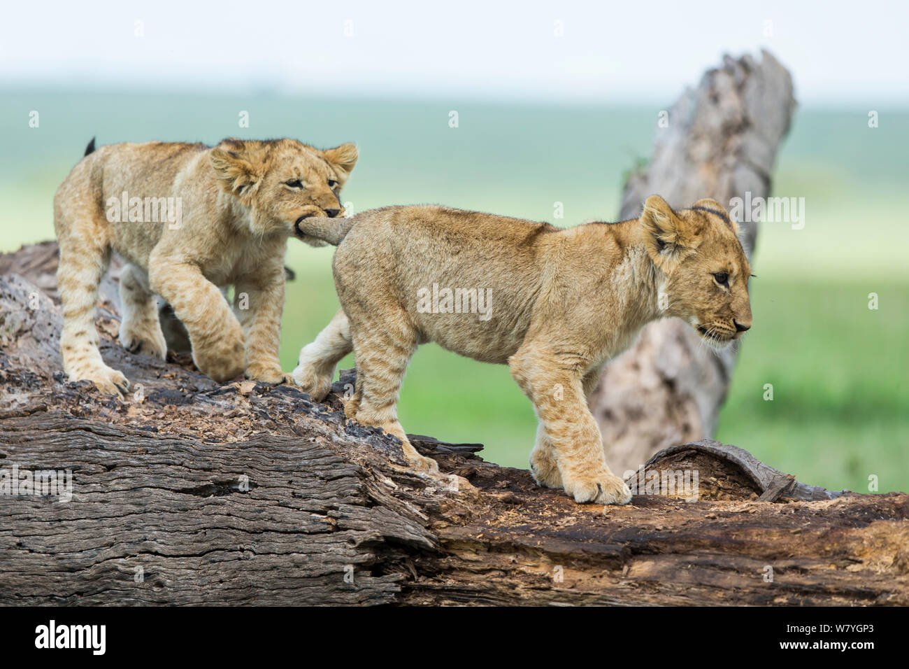 Löwe (Panthera leo) Cubs spielen auf toten Baum, Masai Mara, Kenia, Oktober. Stockfoto