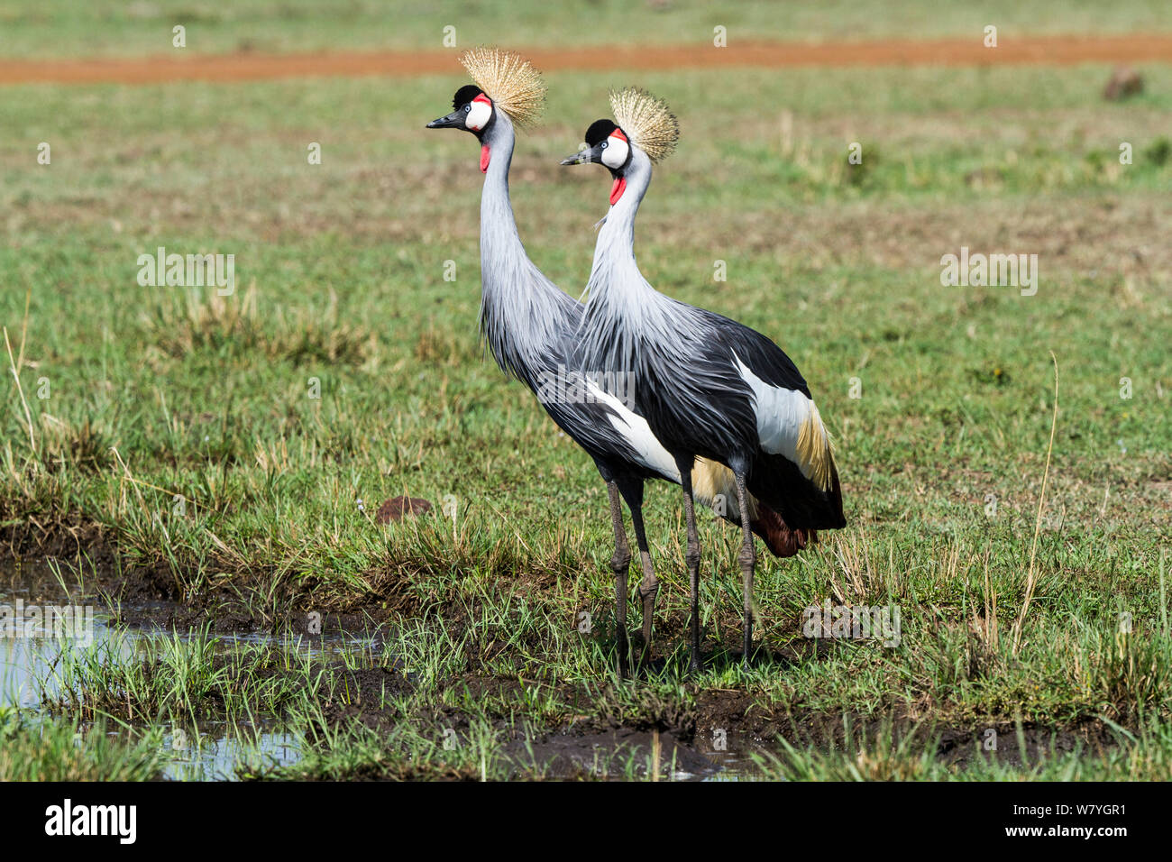 Gekrönt (Balearica regulorum gibbericeps Kran), Masai Mara, Kenia, September. Gefährdet. Stockfoto