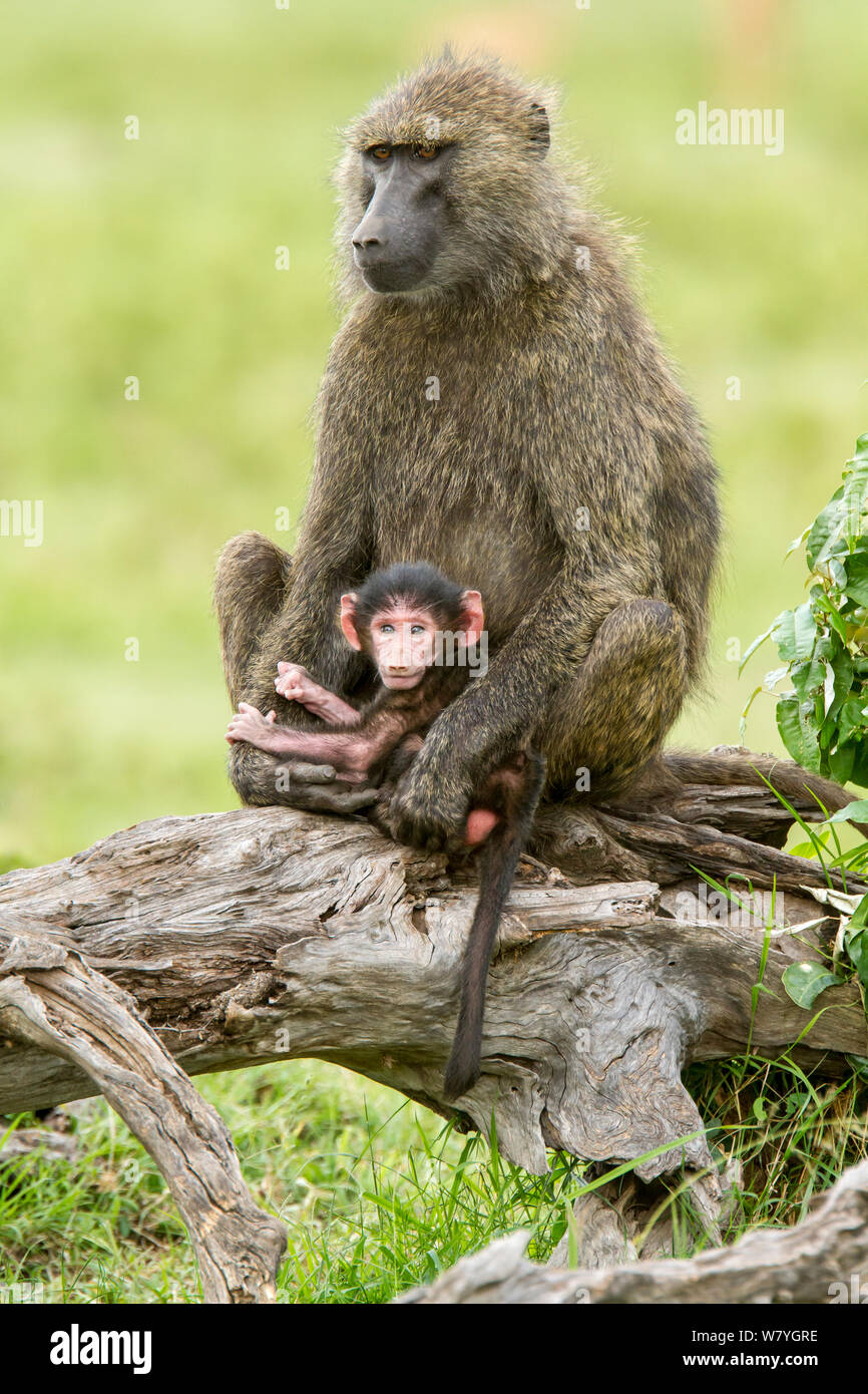 Olive baboon (papio Anubis) weibliche Holding Baby, Masai Mara, Kenia, Oktober. Stockfoto