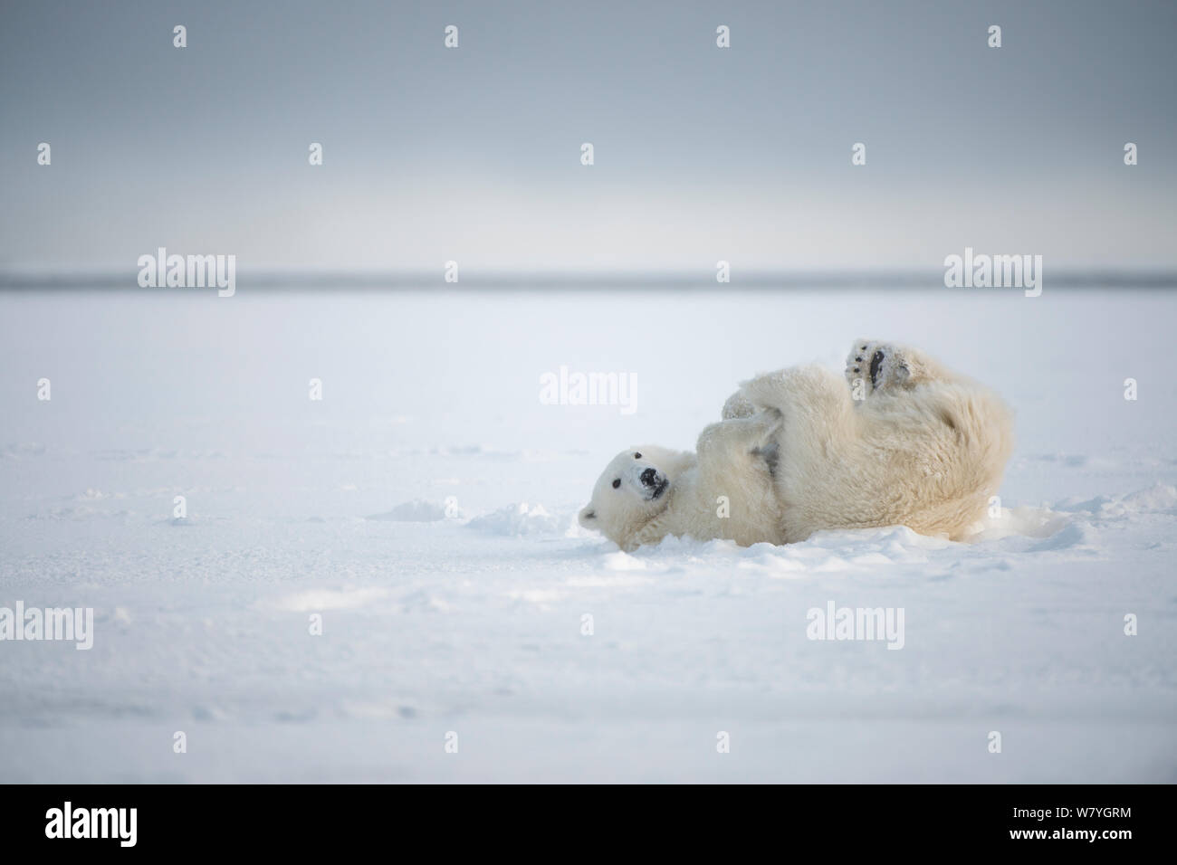 Eisbär (Ursus maritimus) junge Bär rolling im Schnee, auf Neu gebildete Packeis im Herbst freeze, Beaufort Meer, aus arktischen Küste, Alaska Stockfoto