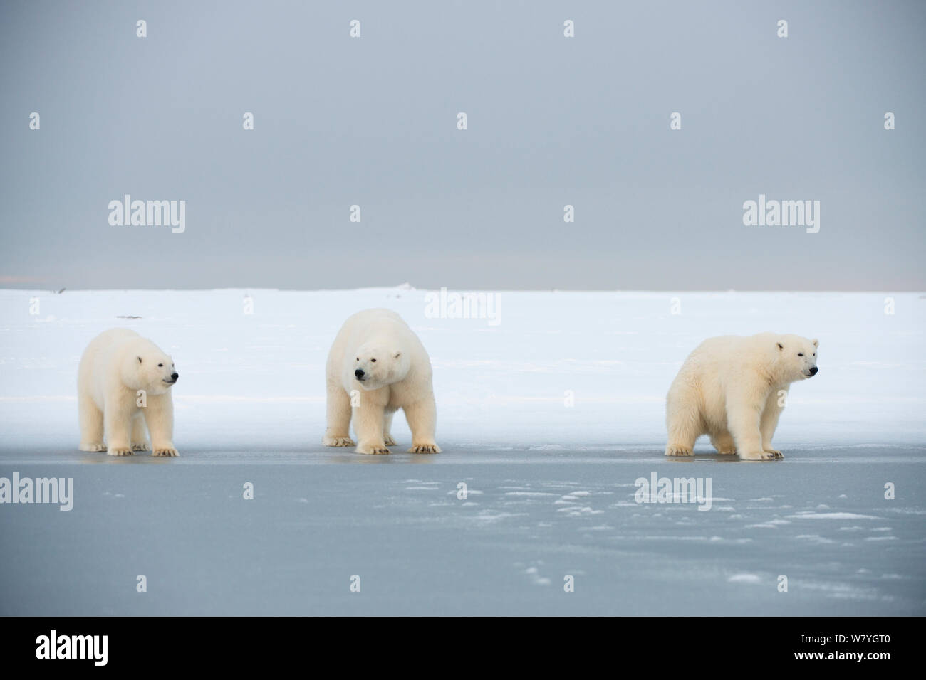 Eisbär (Ursus maritimus) Mutter mit zwei Jugendliche zu Fuß über neu entstehende Packeis im Herbst freeze, Beaufort Meer, aus arktischen Küste, Alaska Stockfoto