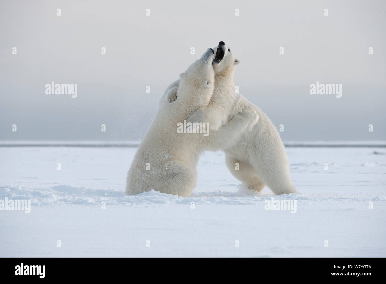 Eisbär (Ursus maritimus) zwei Jugendliche Kampf spielen auf neu bildenden Packeis im Herbst freeze, Beaufort Meer, aus arktischen Küste, Alaska Stockfoto