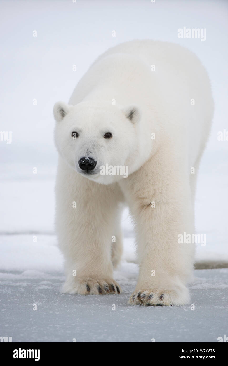 Eisbär (Ursus maritimus) Sub-nach Überquerung neu bildenden Packeis im Herbst freeze, Beaufort Meer, aus arktischen Küste, Alaska Stockfoto