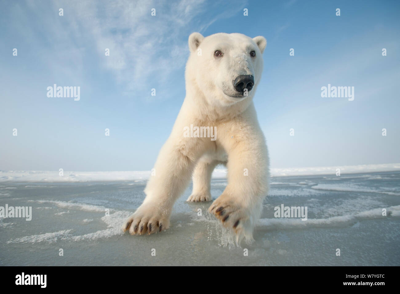 Eisbär (Ursus maritimus) neugierige junge Bären Ansätze über neu entstehende Packeis im Herbst freeze, Beaufort Meer, aus arktischen Küste, Alaska Stockfoto