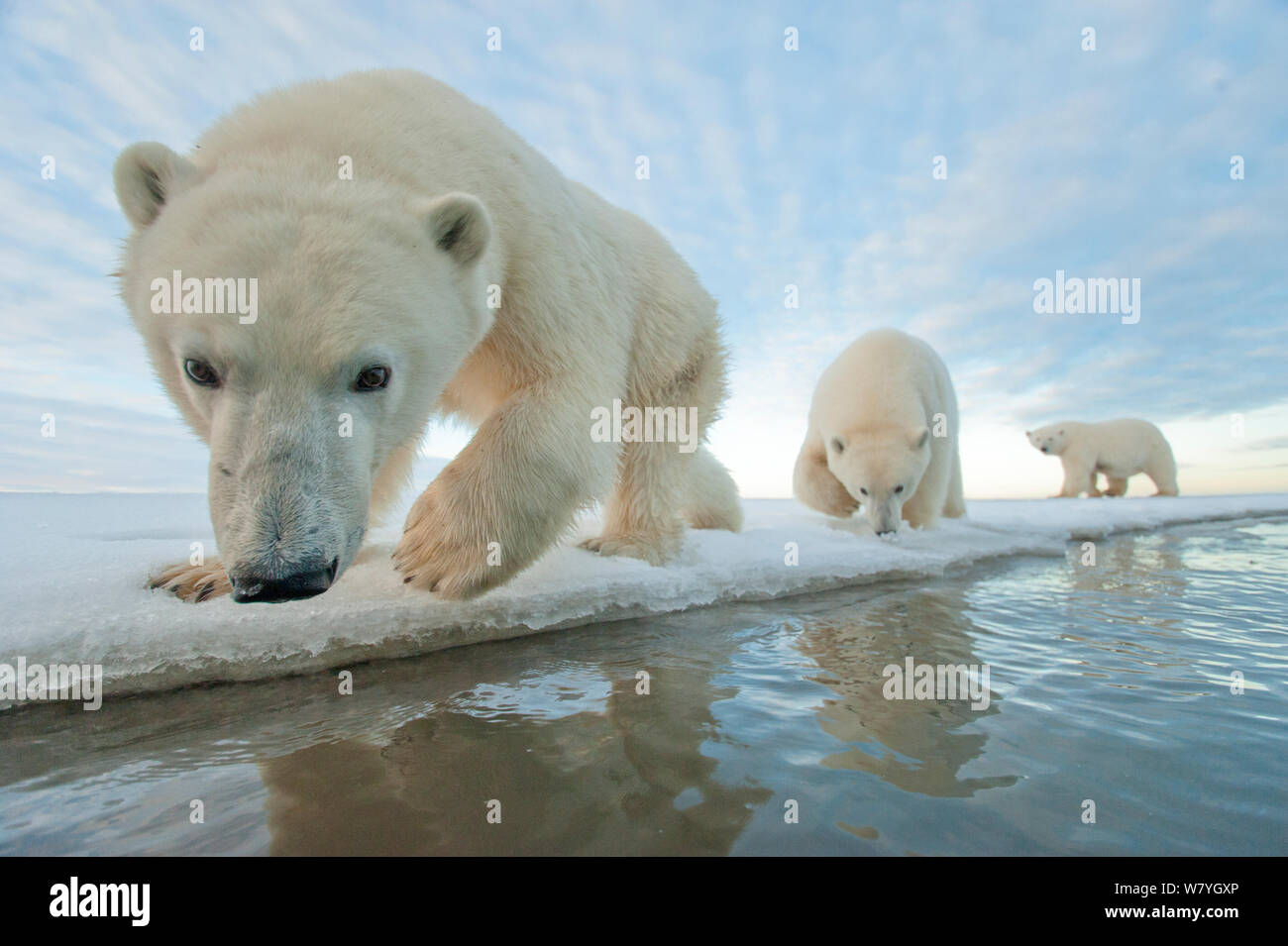 Eisbär (Ursus maritimus) Mutter mit zwei Jungvögel wandern entlang der Eiskante im Herbst freeze, Beaufort Meer, aus arktischen Küste, Alaska Stockfoto