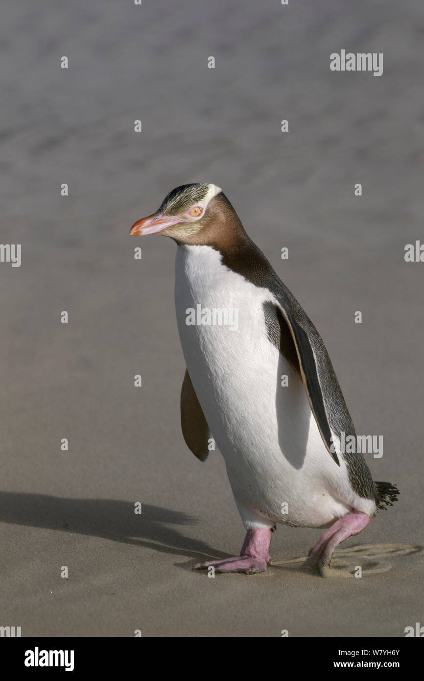 Yellow-eyed Pinguin (Megadyptes antipodes) zu Fuß am Strand zurück in das Nest. Otago Peninsula, Otago, Südinsel, Neuseeland. Januar. Gefährdete Arten. Stockfoto