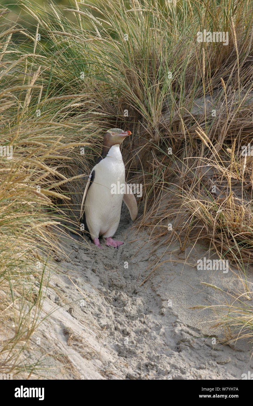 Yellow-eyed Pinguin (Megadyptes antipodes), die sich aus einer dichten Vegetation. Otago Peninsula, Otago, Südinsel, Neuseeland, Januar. Gefährdete Arten. Stockfoto