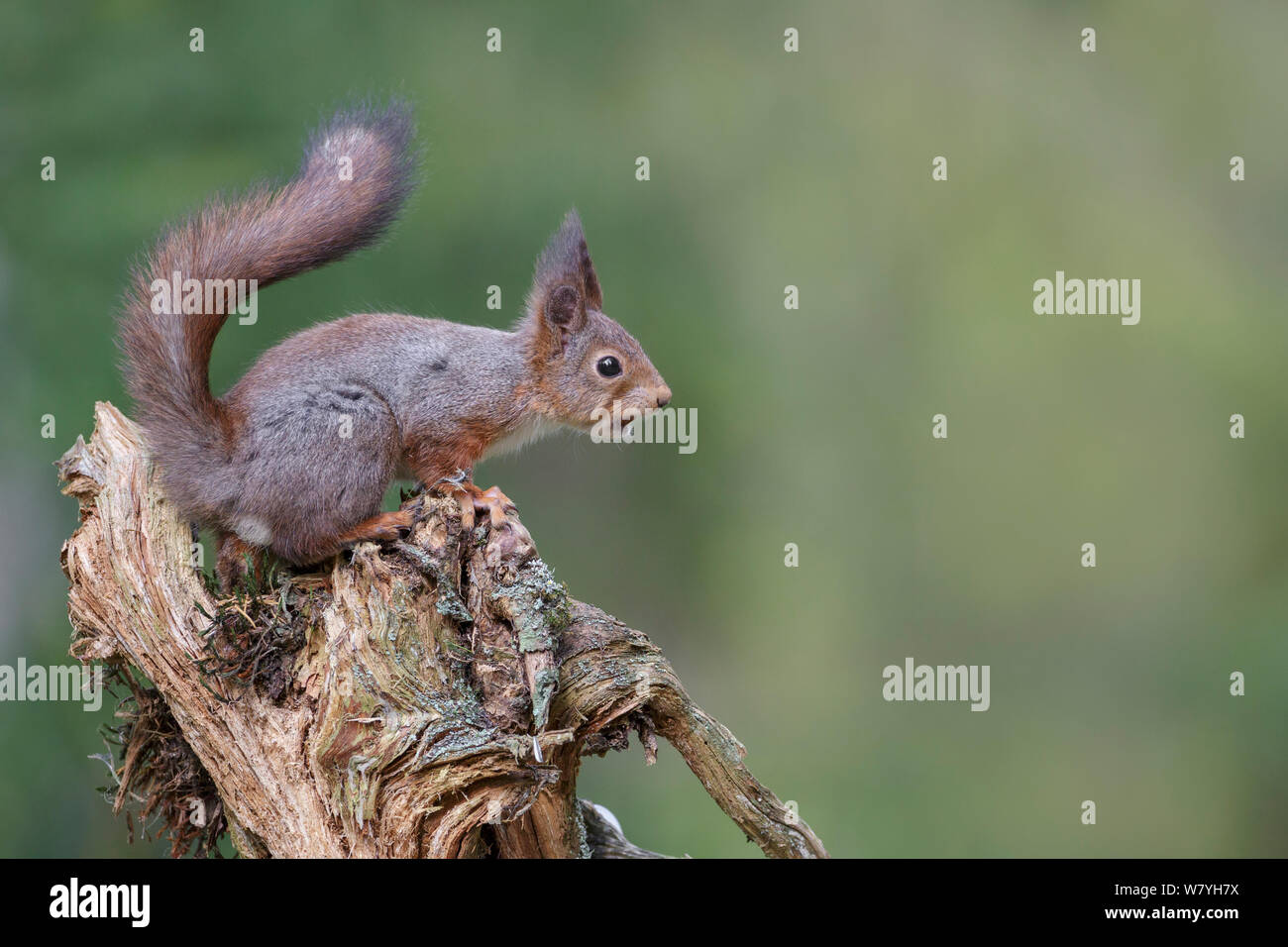 Eichhörnchen (Sciurus vulgaris) auf baumstumpf mit Hazel Mutter im Mund, angefangen seinen Wintermantel zu verlieren. Südliches Norwegen. Mai. Stockfoto