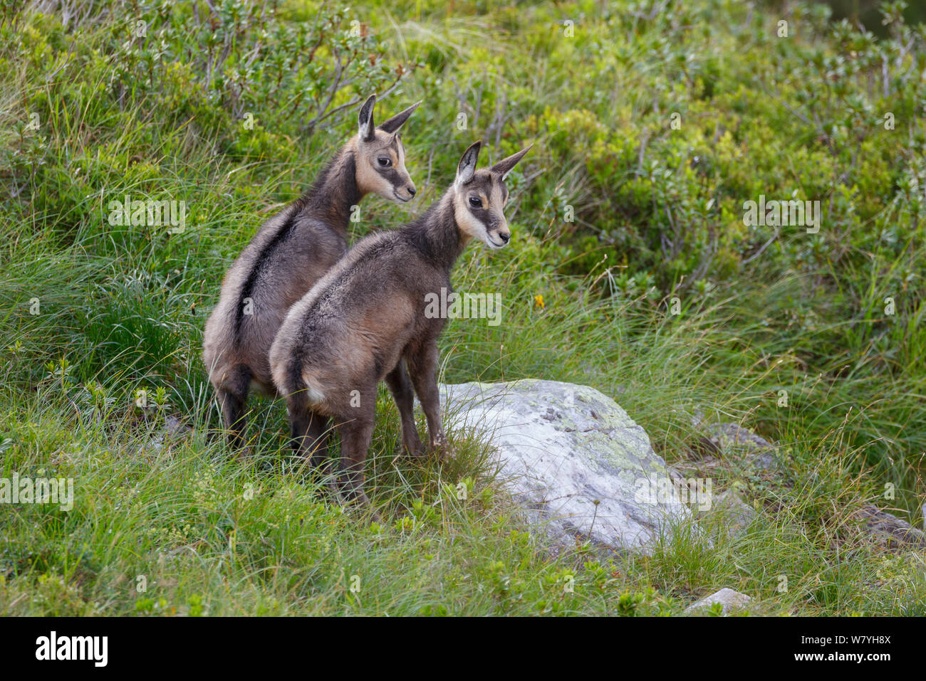 Zwei Kinder GEMSE (RUPICAPRA rupicapra) zusammen. Berner Alpen, Schweiz. August. Stockfoto