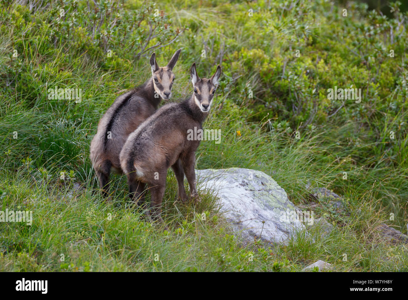 Zwei Kinder GEMSE (RUPICAPRA rupicapra) zusammen. Berner Alpen, Schweiz. August. Stockfoto