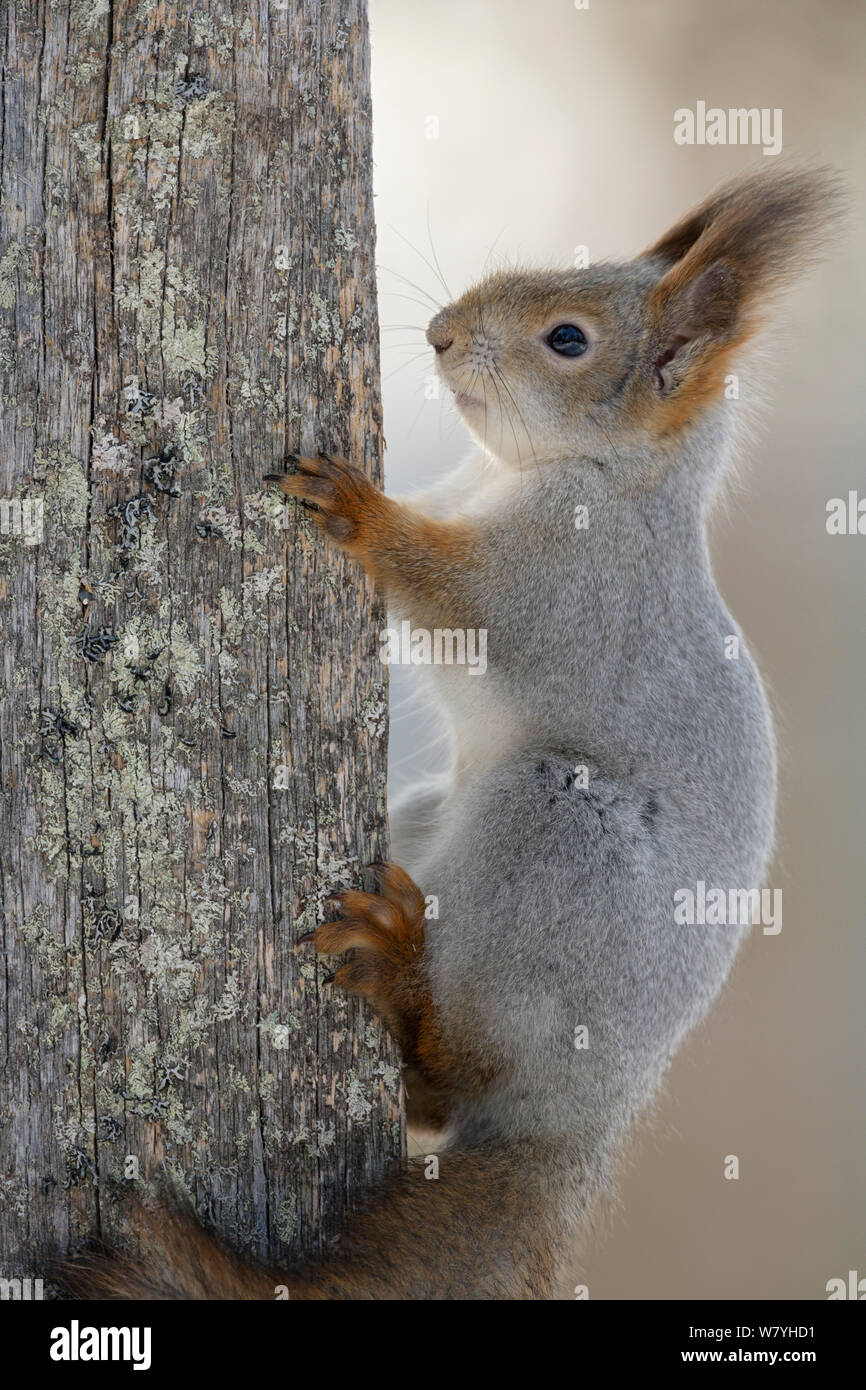 Eichhörnchen (Sciurus vulgaris) auf toten Baum Truck. Porträt. Close-up. Rovaniemi, Finnland. März. Stockfoto