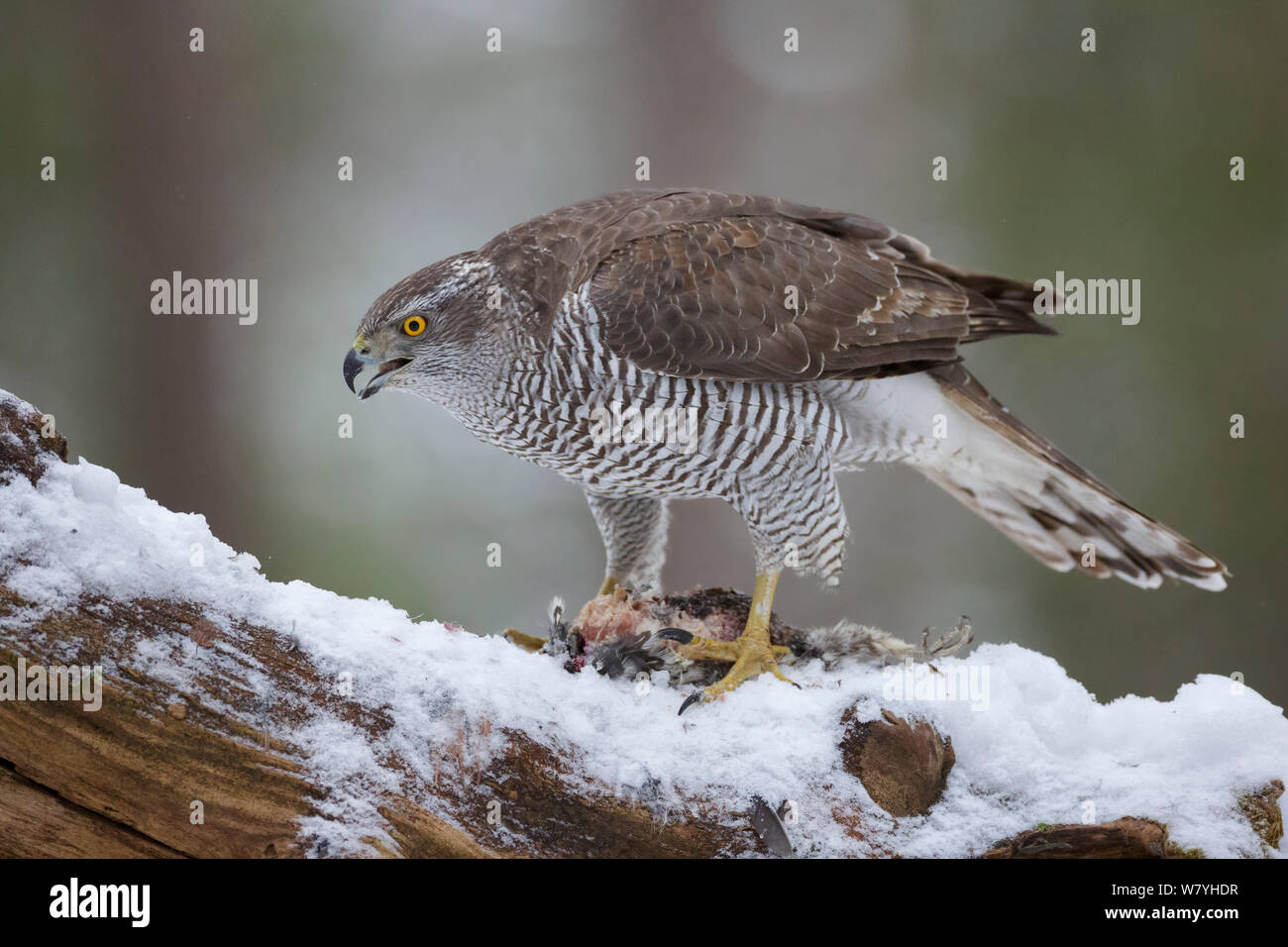 Weibliche nördliche Habicht (Accipiter gentilis) Fütterung auf Haselhuhn (Tetrastes bonasia). Südliches Norwegen, Dezember. Stockfoto