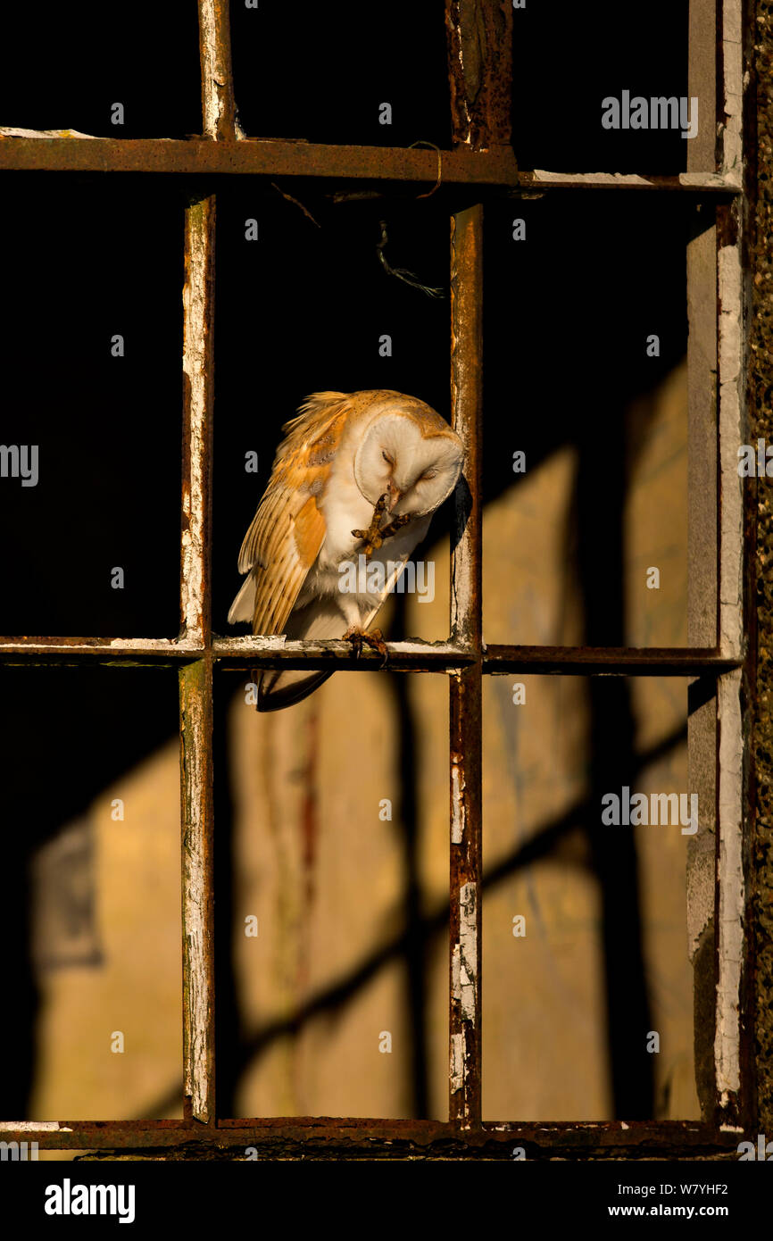 Schleiereule (Tyto alba) in alten Fenster, UK, März. Stockfoto