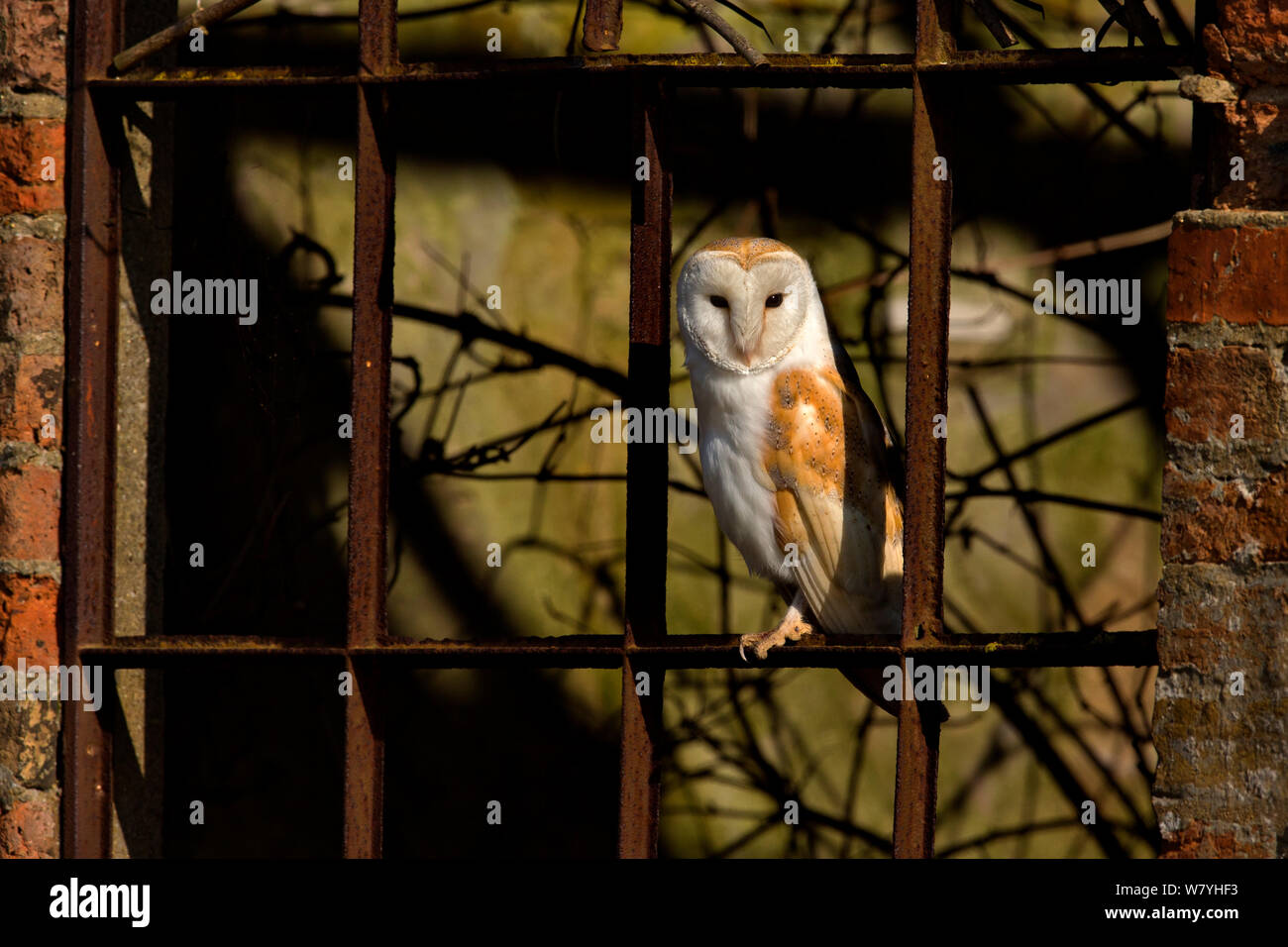 Schleiereule (Tyto alba) in alten Fenster, UK, März. Stockfoto