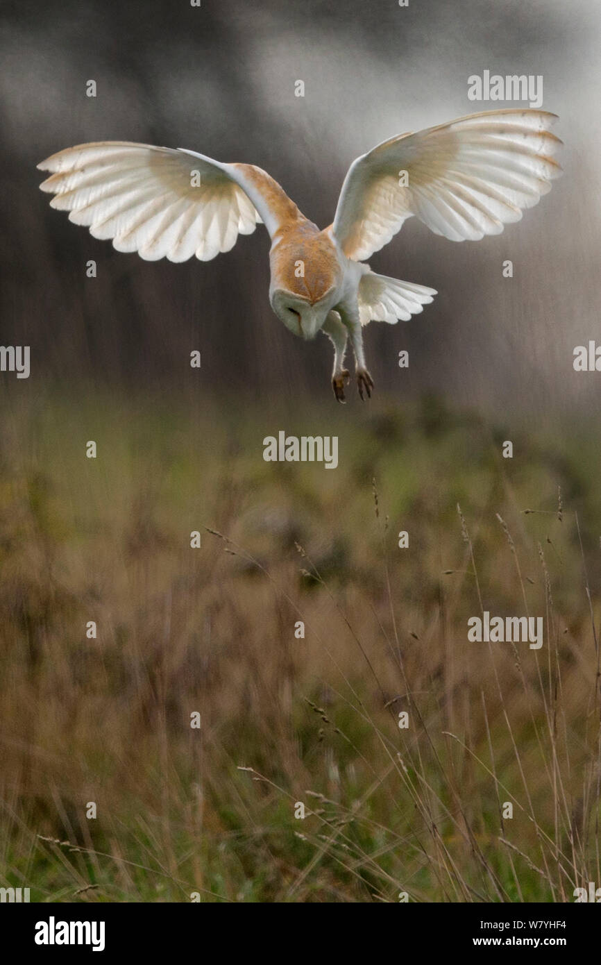 Schleiereule (tyto alba) Jagen, UK, März. Stockfoto