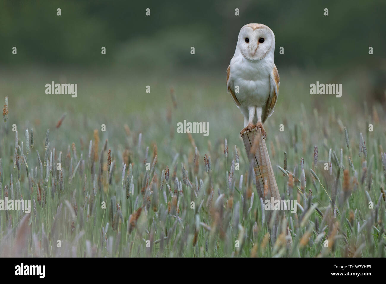 Schleiereule (Tyto alba) und hält Ausschau nach Beute von Post, UK, Mai. Stockfoto