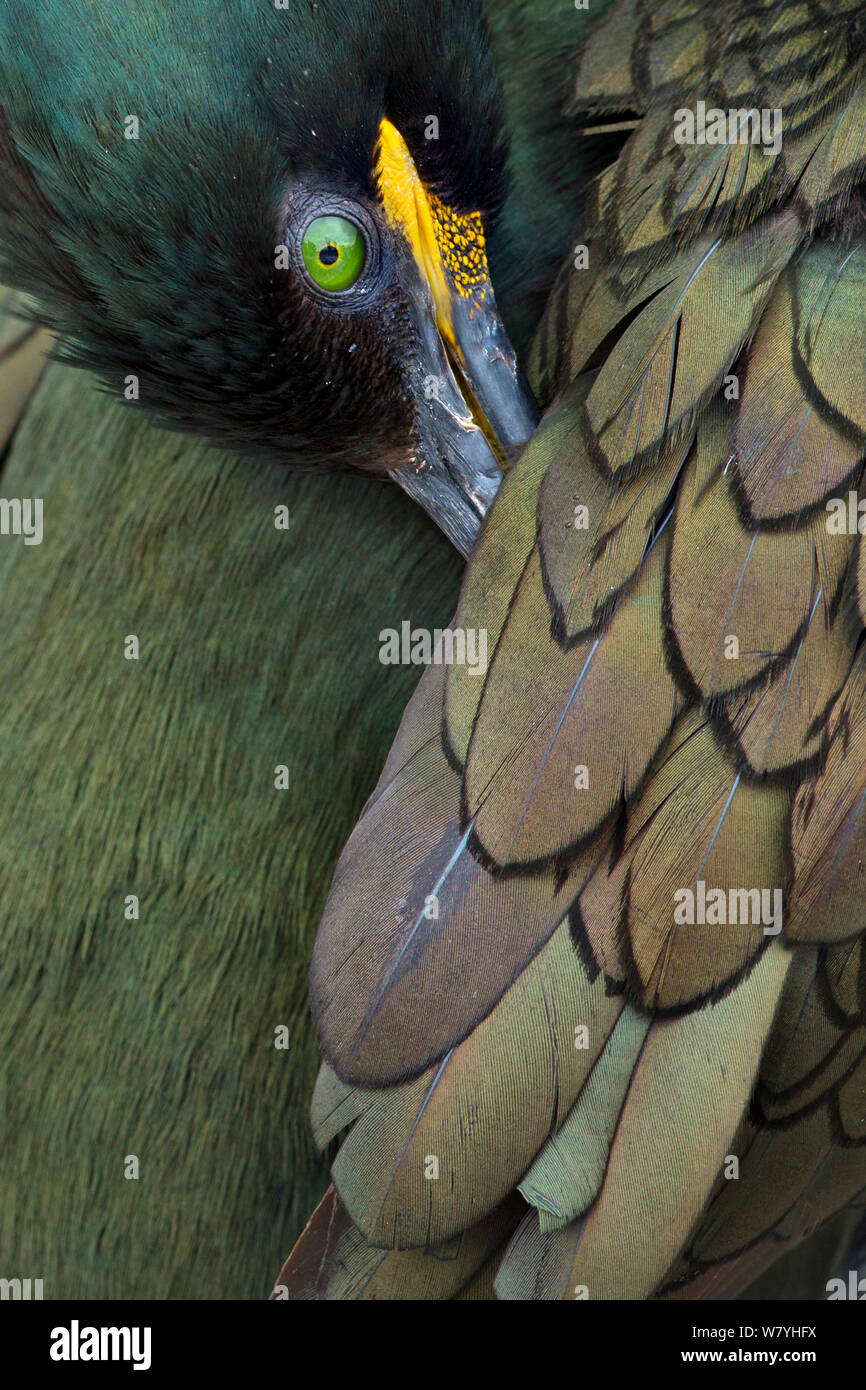 Gemeinsame shag (Phalacrocorax aristotelis) mit dem Kopf unter wing auf Nest, Farne Islands, Northumberland, Großbritannien Stockfoto