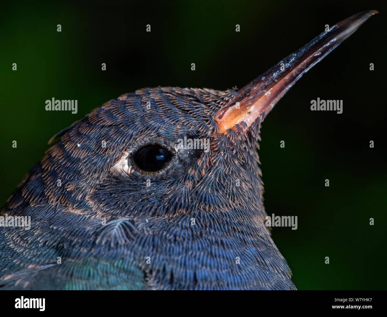 Kolibri Kopf Nahaufnahme zeigt die Federn im Detail, vogel Rettung in einem Garten Stockfoto