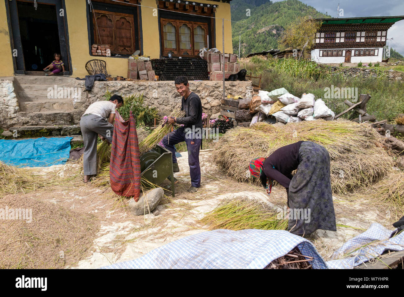 Die Landwirte Dreschen von Reis, Paro River Valley. Bhutan, Oktober 2014. Stockfoto