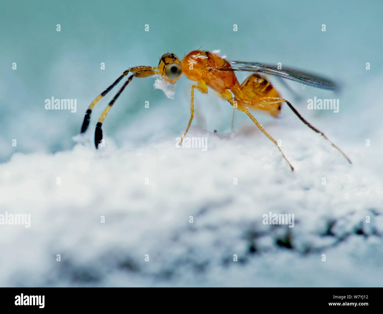 Parasitische Wespe Eier in ein anderes Insekt ootheca Stockfoto