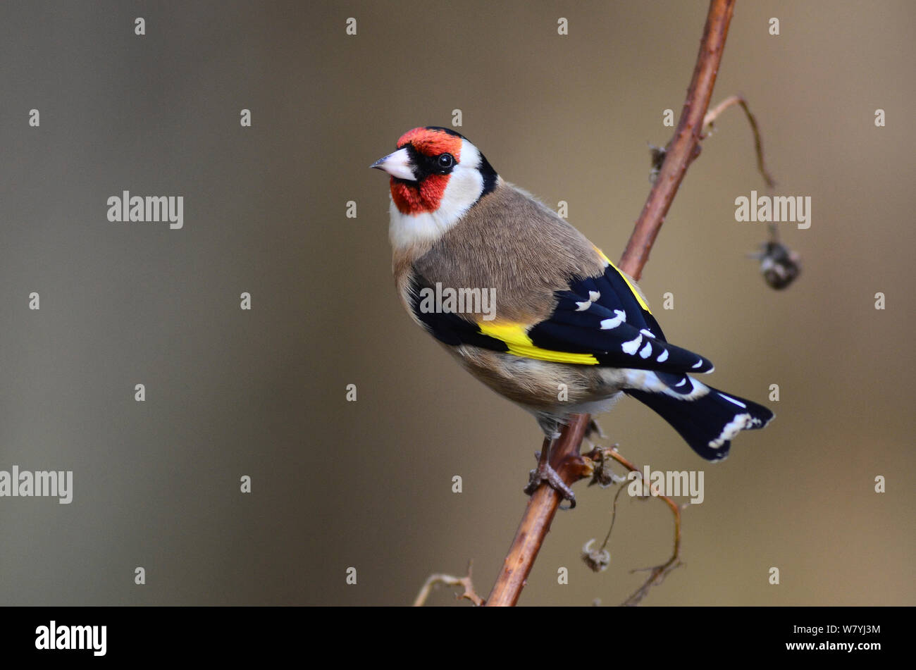Nach Stieglitz (Carduelis carduelis) auf Himbeere Zuckerrohr. Dorset, UK Dezember. Stockfoto