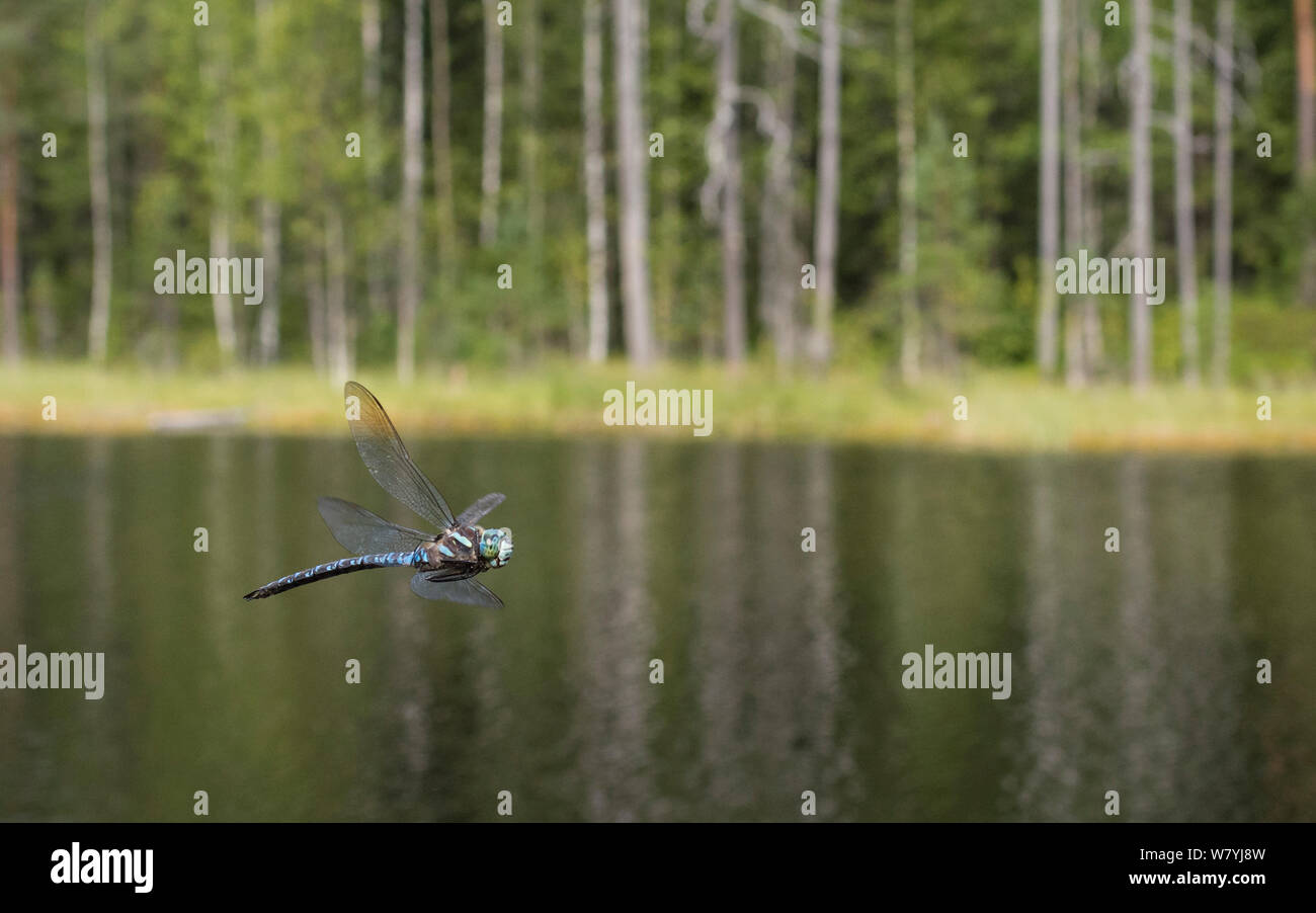 Sibirische hawker Dragonfly (Aeshna Meserveae) im Flug in Habitat, Isojarvi Nationalpark, Keski-Finland/Central Finland, Finnland, Juli. Stockfoto