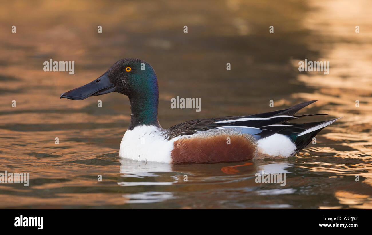 Northern shoveler (Anas Clypeata) männlich, Uto, Lounais-Finland/Süd-Westen von Finnland, Finnland, Mai. Stockfoto