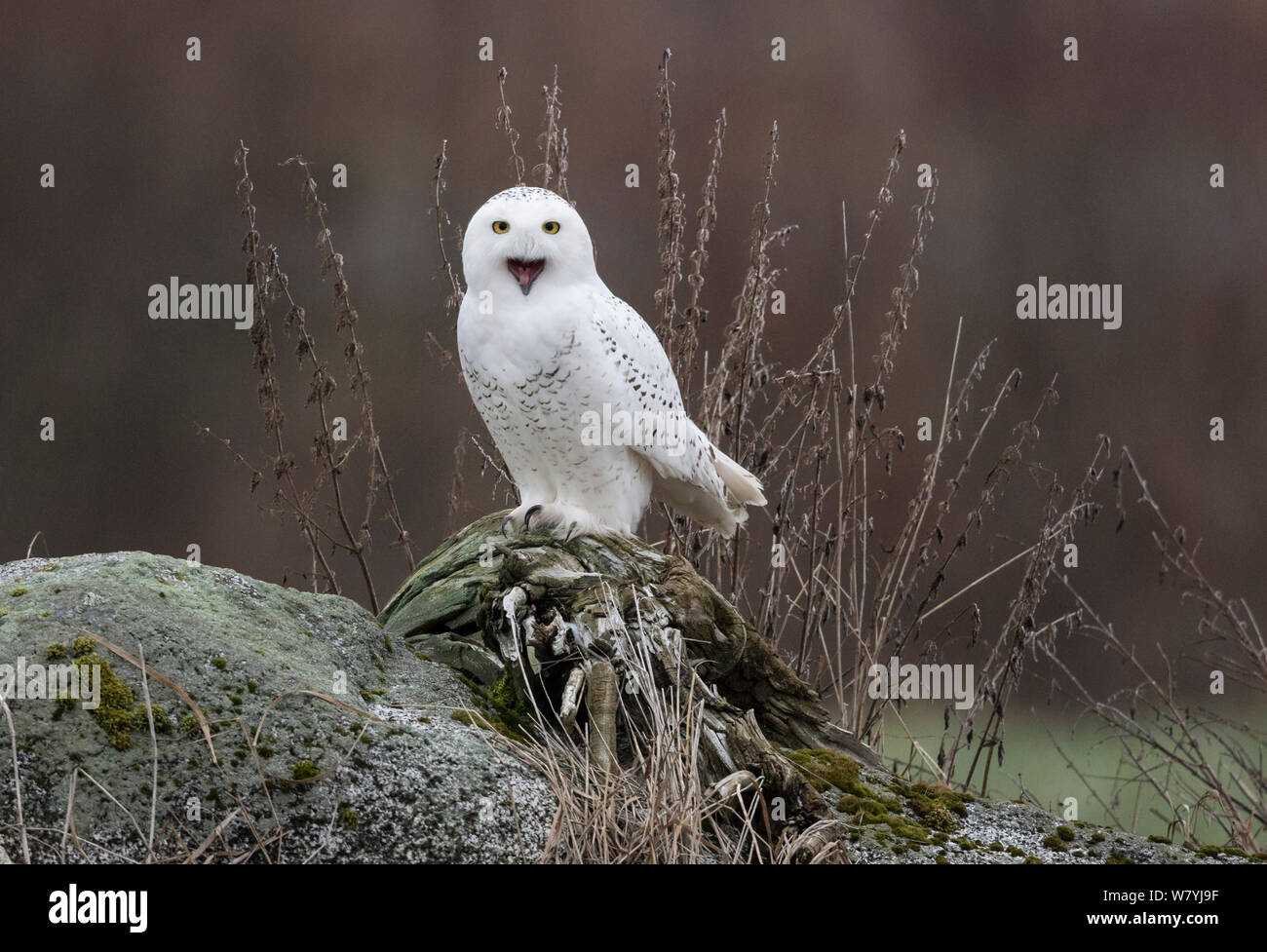 Schnee-eule (Bubo scandiacus) Aufruf, Alajarvi, Etela-Pohjanmaa/südlichen Österbotten, Finnland Stockfoto