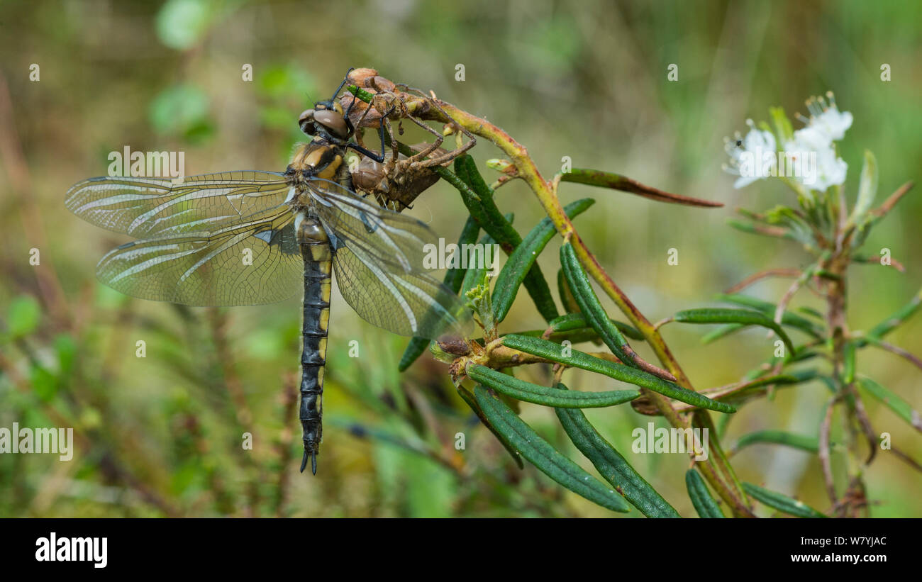 Eurasischen baskettail Dragonfly (Epitheca bimaculata) mit der Nymphe Exoskelett, Laukaa, Keski-Finland/Central Finland, Finnland, Juni. Stockfoto