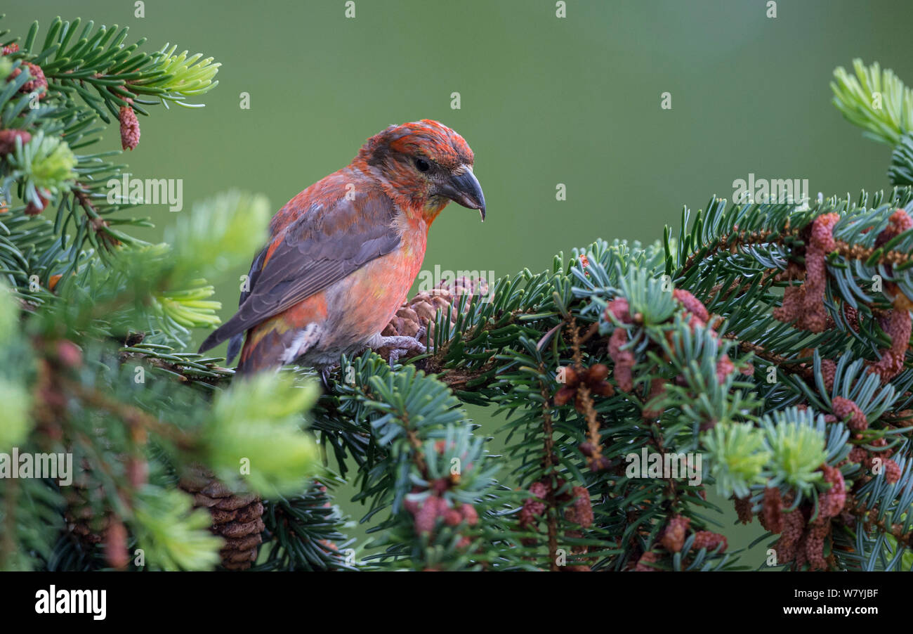 Red gegenwechsel (Loxia curvirostra) männlich in Pine Tree, Etela-Karjala/Südkarelien, Finnland, Juni. Stockfoto