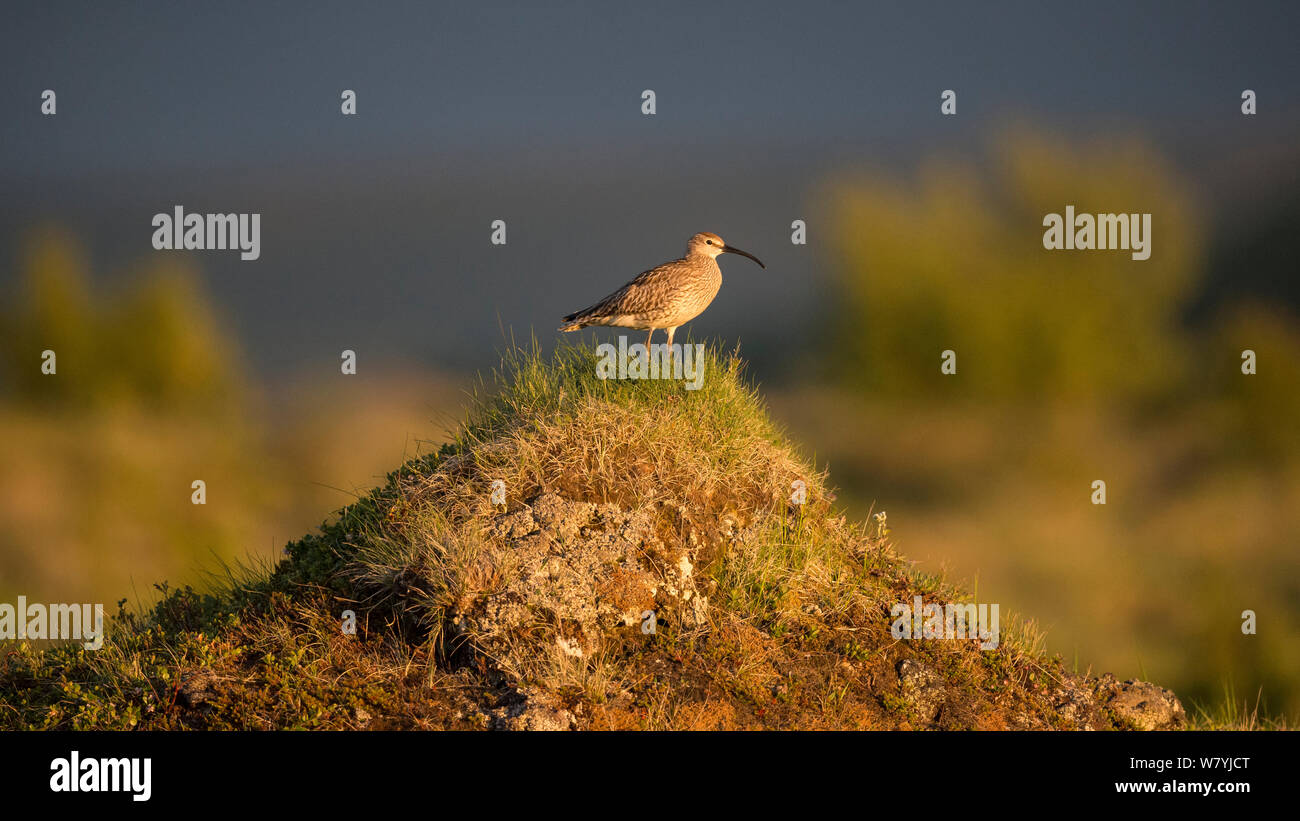 Regenbrachvogel (Numenius phaeopus) am Damm, Myvatn, Island, Juni Stockfoto