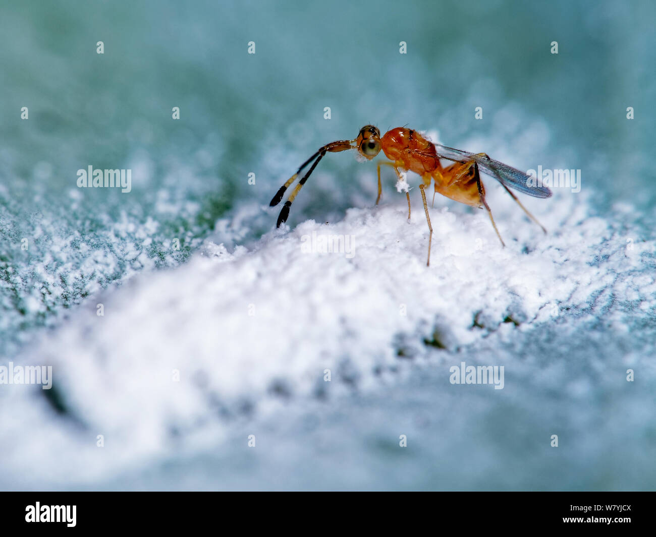 Makro einer Parasitoiden wasp Eier auf einem anderen Insekt eggsac Stockfoto