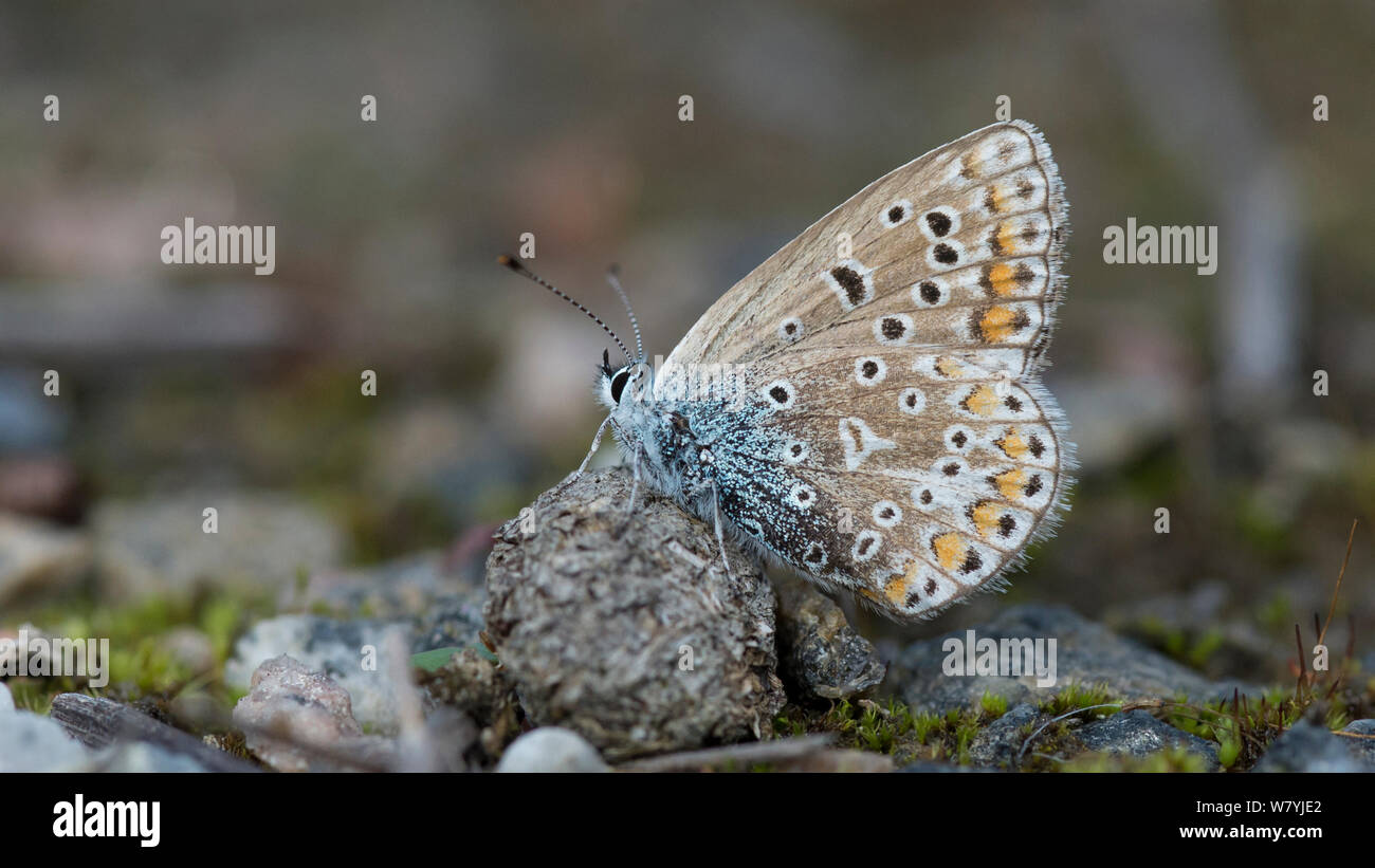 Gemeinsame blauer Schmetterling (Polyommatus icarus) auf Masse, Jyvaskyla, Keski-Finland/Central Finland, Finnland, September. Stockfoto