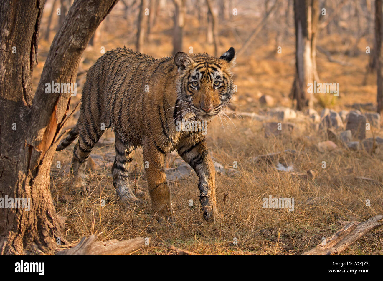Bengal Tiger (Panthera tigris tigris) 11 Monat Cub in Wald, Ranthambhore Nationalpark, Indien. Stockfoto